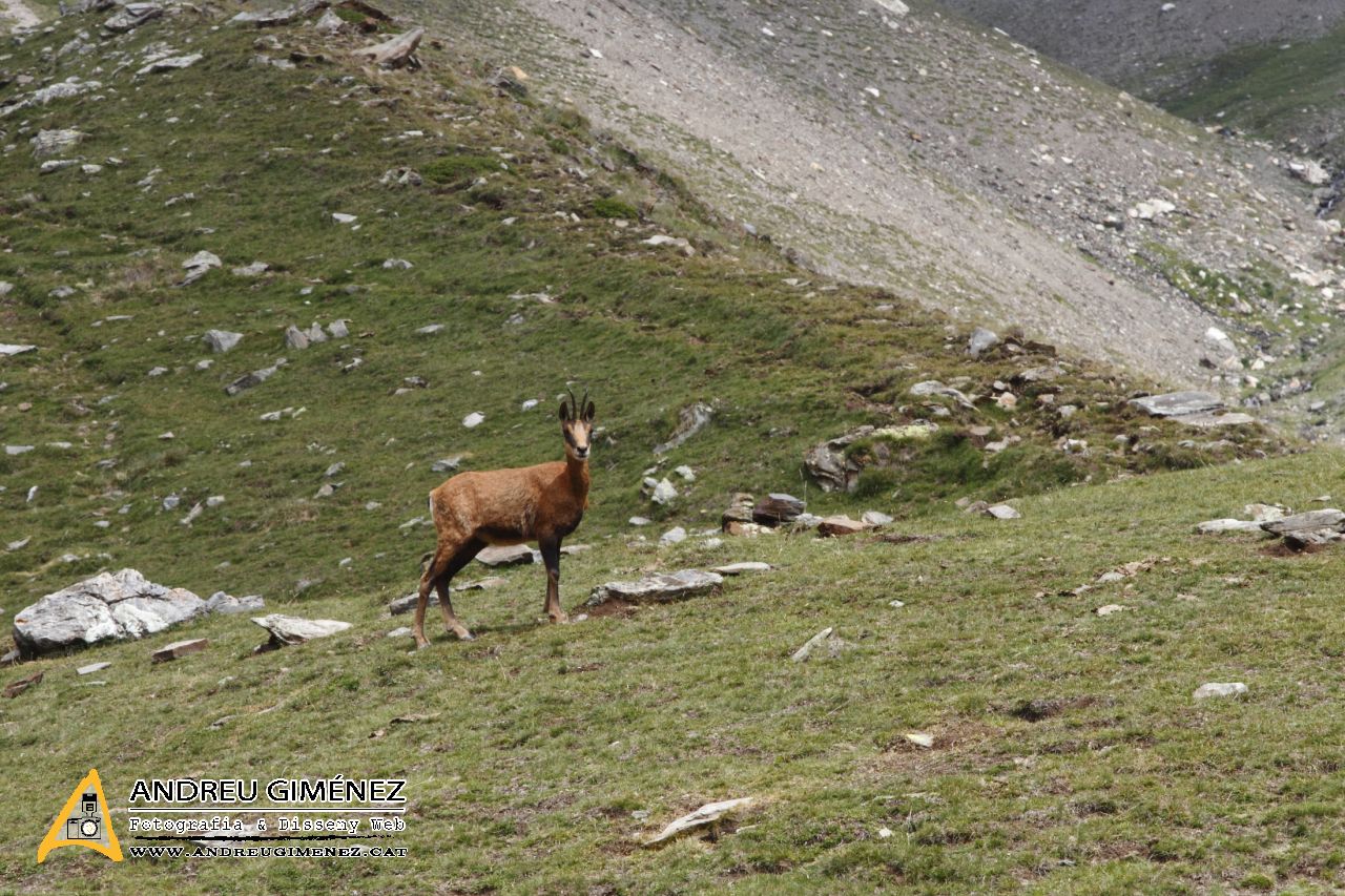 De Vall de Núria al Noucreus 2799m