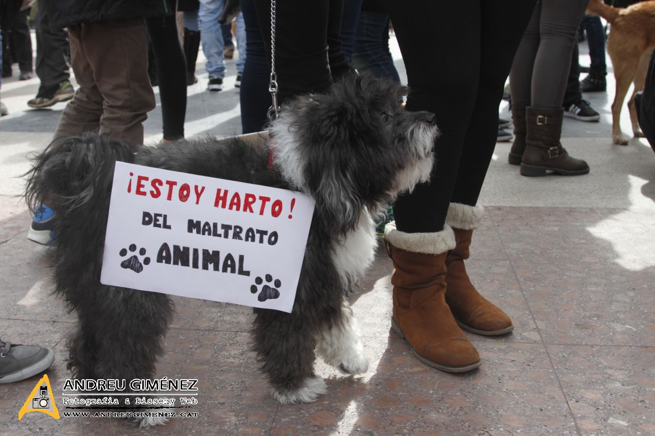 Protesta contra el maltractament animal  16F