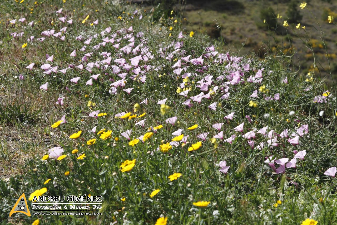 De Cerbère a Portbou