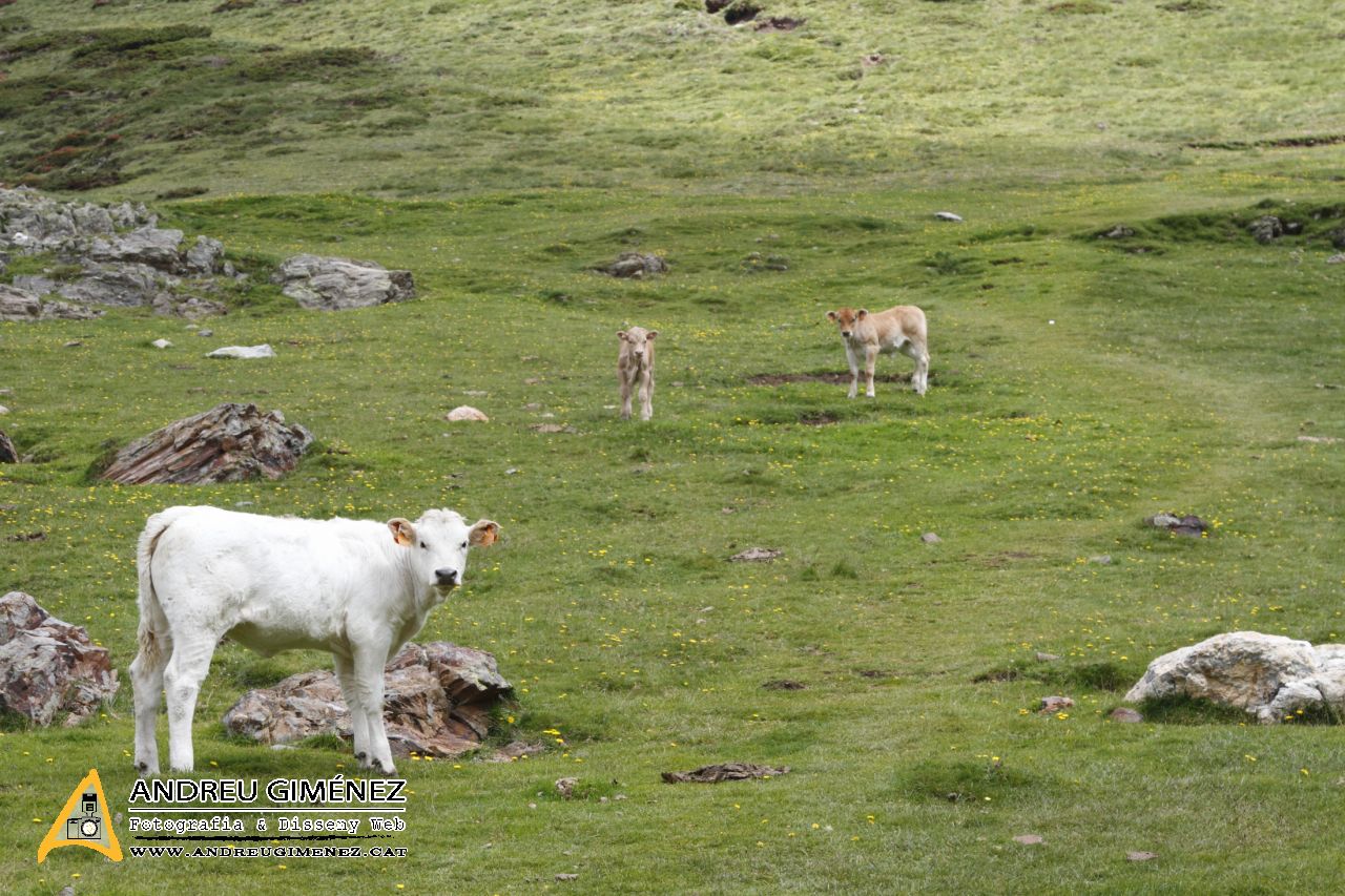 De la Vall de Núria al Pic de Noucreus