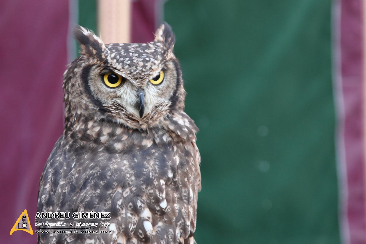 Mercat Medieval de Vic 2014