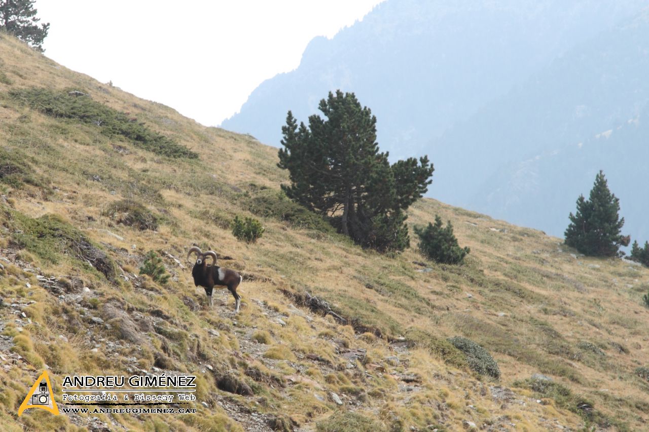 De la Vall de Núria al Puigmal 2913m