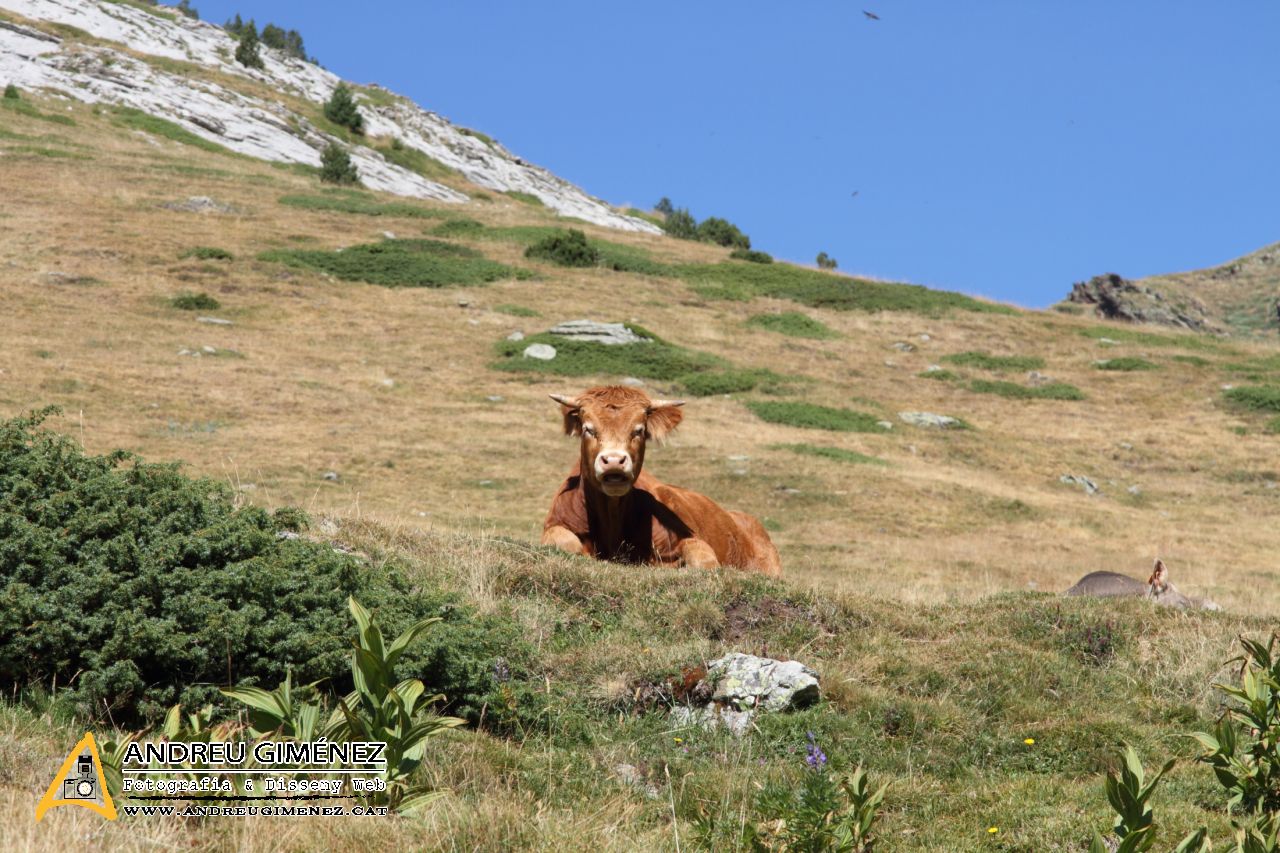 Vall de Núria, Puigmal i Coll de Finestrelles