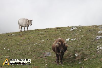 De Vall de Núria al Noucreus 2799m