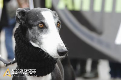 Protesta contra el maltractament animal  16F