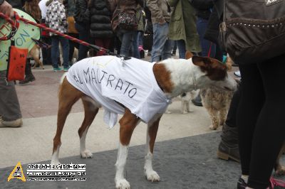 Protesta contra el maltractament animal  16F