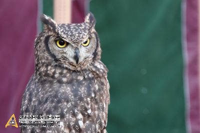 Mercat Medieval de Vic 2014